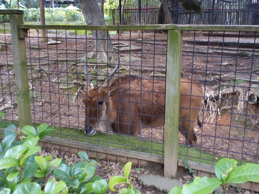 5.JPG - 1060423-新竹動物園一日遊+假日花市+春英水餃牛肉麵店午餐