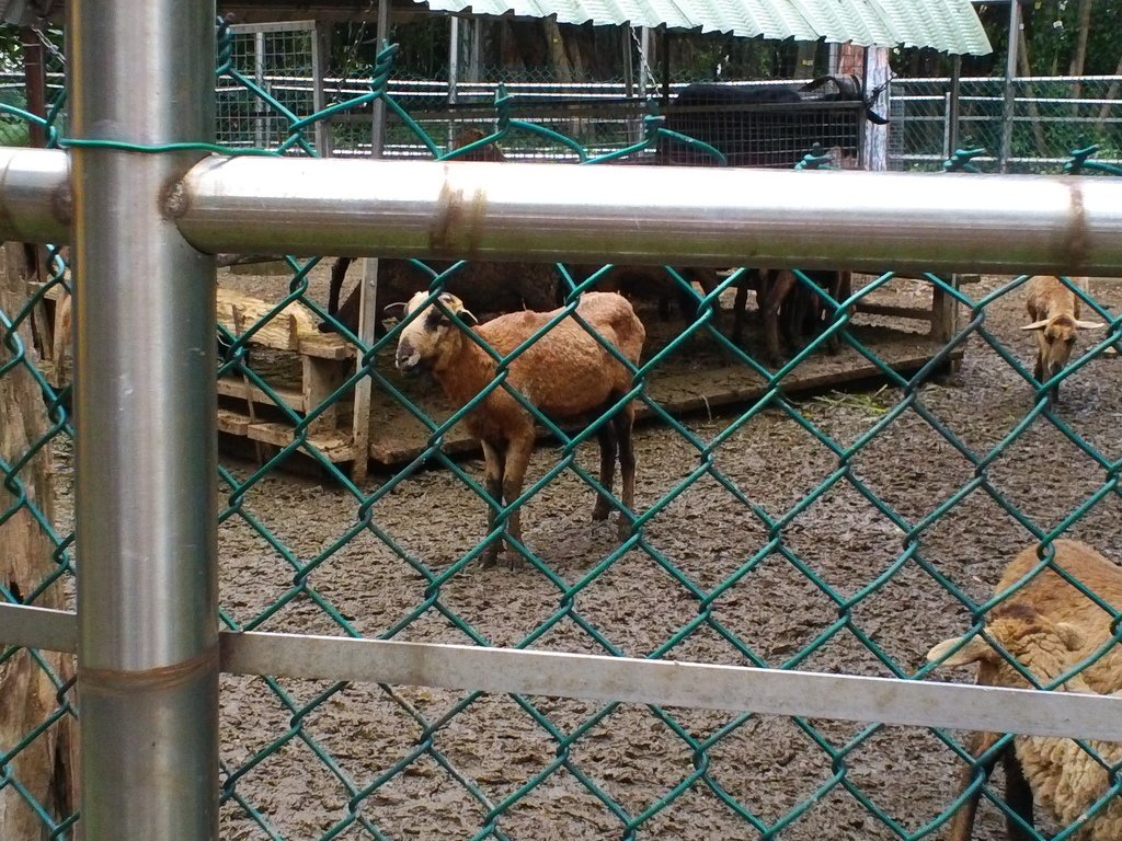 7.JPG - 1060423-新竹動物園一日遊+假日花市+春英水餃牛肉麵店午餐