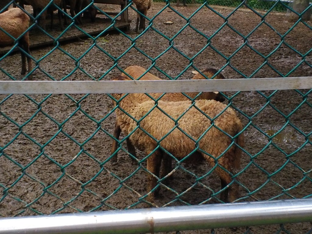 8.JPG - 1060423-新竹動物園一日遊+假日花市+春英水餃牛肉麵店午餐