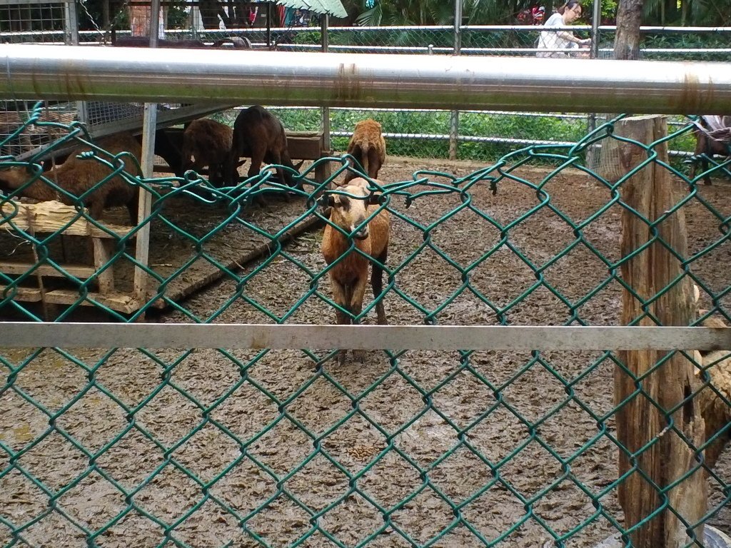 10.JPG - 1060423-新竹動物園一日遊+假日花市+春英水餃牛肉麵店午餐