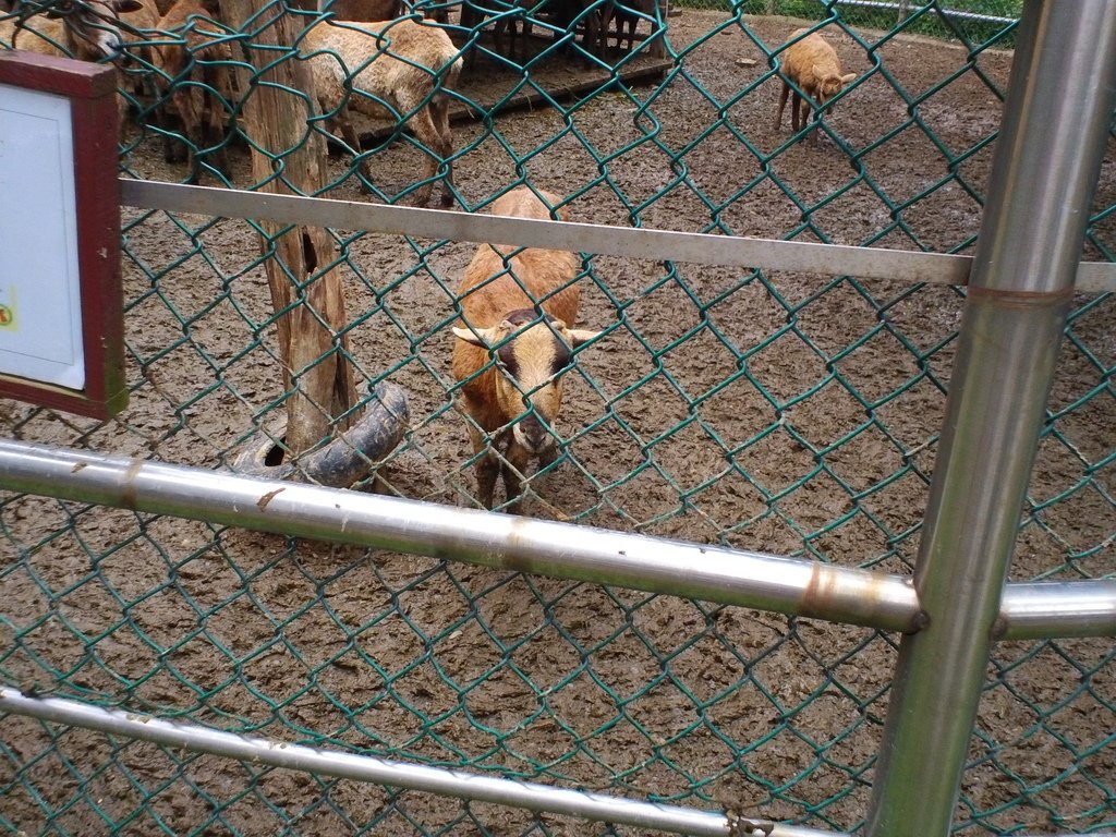 11.JPG - 1060423-新竹動物園一日遊+假日花市+春英水餃牛肉麵店午餐