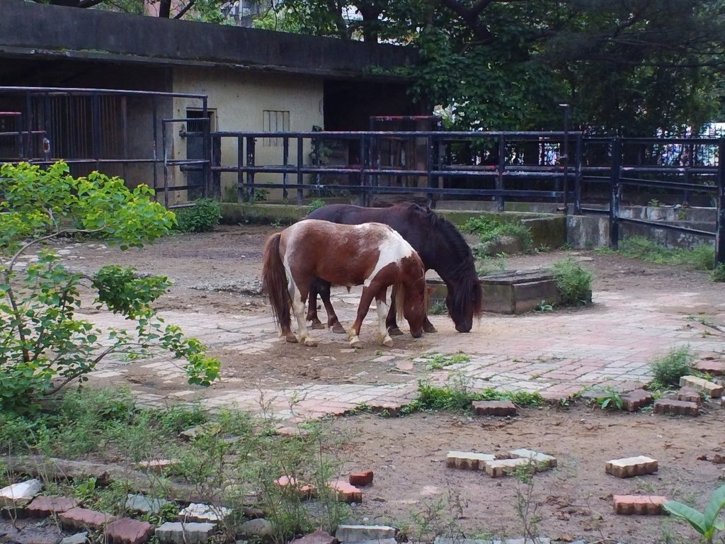 13.JPG - 1060423-新竹動物園一日遊+假日花市+春英水餃牛肉麵店午餐