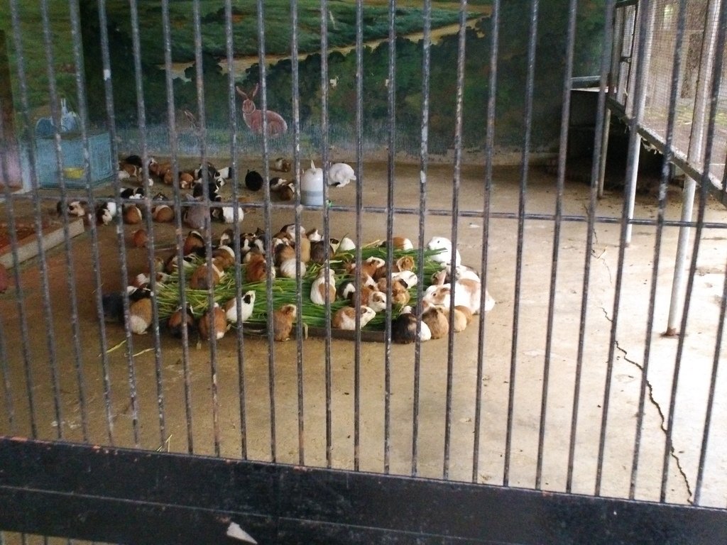 15.JPG - 1060423-新竹動物園一日遊+假日花市+春英水餃牛肉麵店午餐