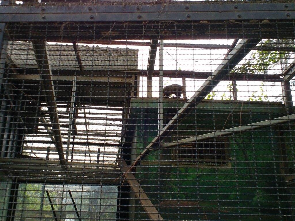 19.JPG - 1060423-新竹動物園一日遊+假日花市+春英水餃牛肉麵店午餐