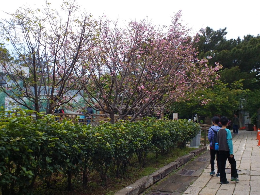 22.JPG - 1060423-新竹動物園一日遊+假日花市+春英水餃牛肉麵店午餐