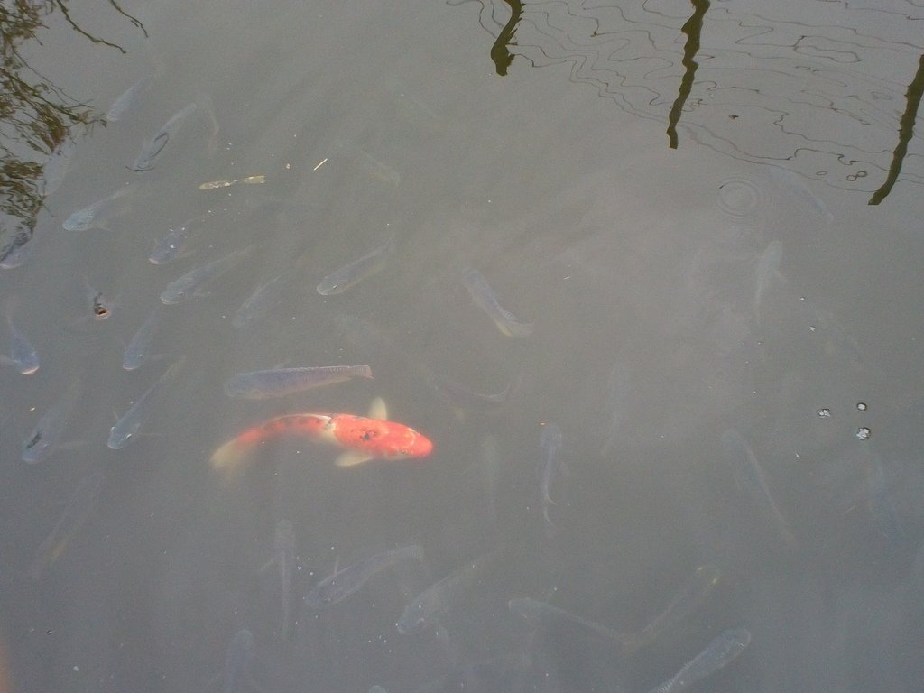 26.JPG - 1060423-新竹動物園一日遊+假日花市+春英水餃牛肉麵店午餐