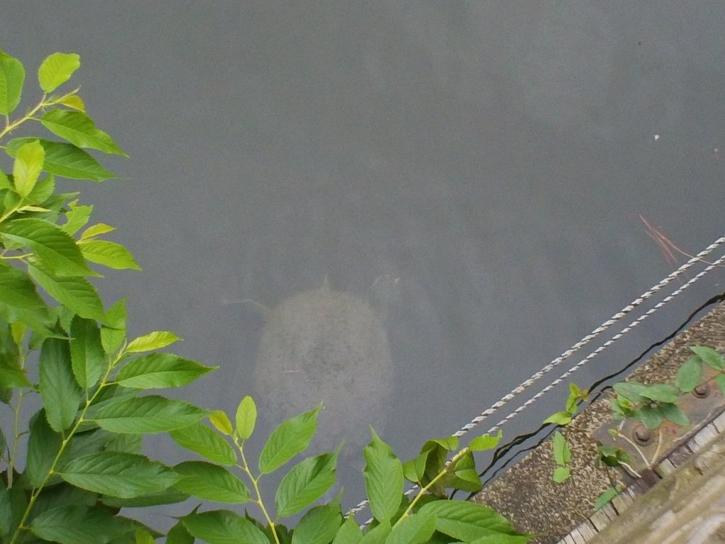 29.JPG - 1060423-新竹動物園一日遊+假日花市+春英水餃牛肉麵店午餐