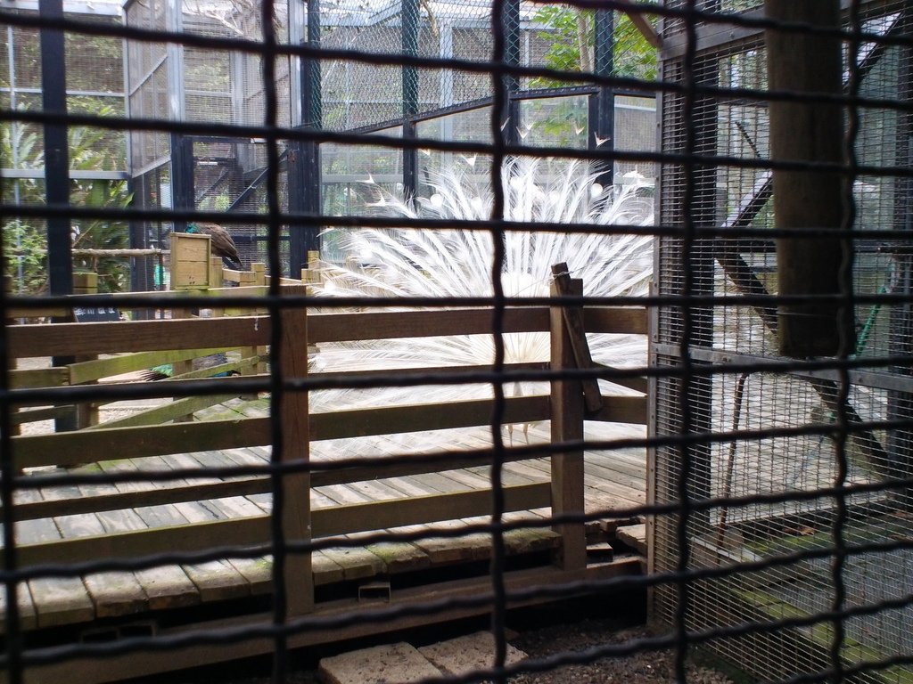 32.JPG - 1060423-新竹動物園一日遊+假日花市+春英水餃牛肉麵店午餐