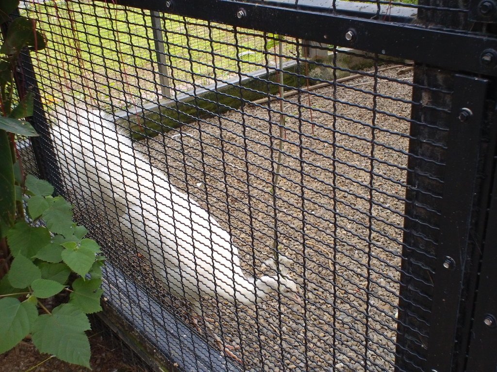 32-1.JPG - 1060423-新竹動物園一日遊+假日花市+春英水餃牛肉麵店午餐