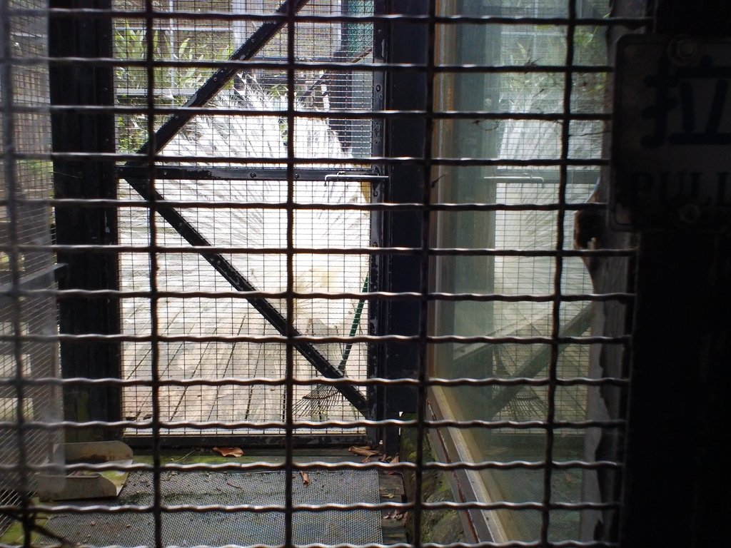 33.JPG - 1060423-新竹動物園一日遊+假日花市+春英水餃牛肉麵店午餐