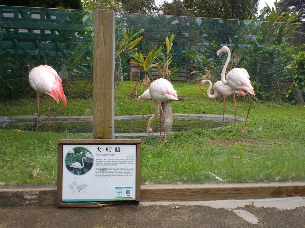 34.JPG - 1060423-新竹動物園一日遊+假日花市+春英水餃牛肉麵店午餐