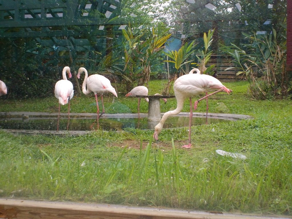 35.JPG - 1060423-新竹動物園一日遊+假日花市+春英水餃牛肉麵店午餐