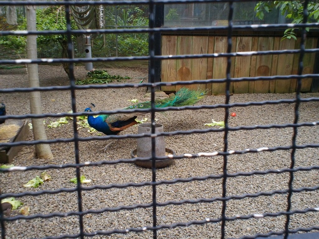 39.JPG - 1060423-新竹動物園一日遊+假日花市+春英水餃牛肉麵店午餐