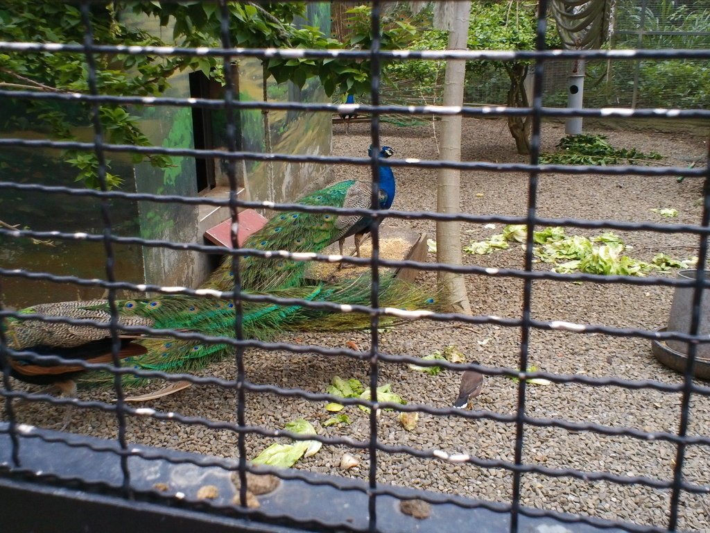 40.JPG - 1060423-新竹動物園一日遊+假日花市+春英水餃牛肉麵店午餐