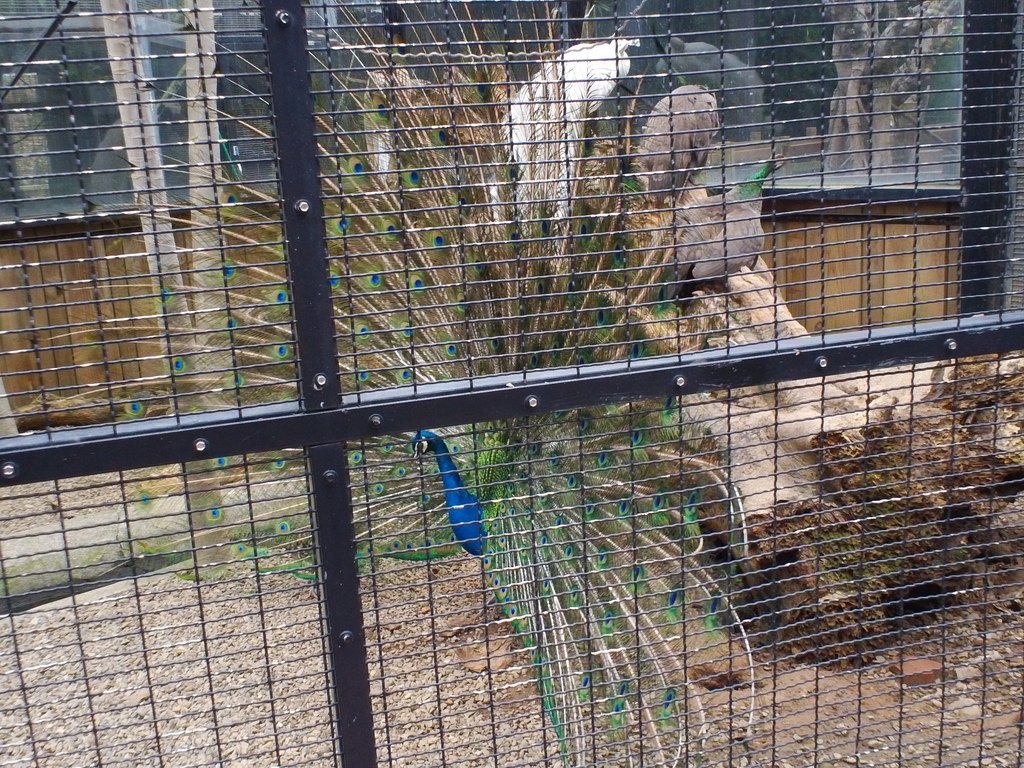 41.JPG - 1060423-新竹動物園一日遊+假日花市+春英水餃牛肉麵店午餐