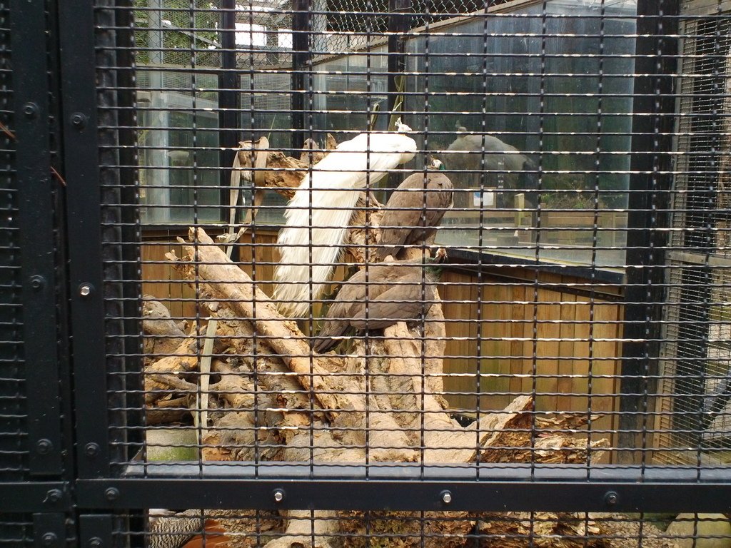42.JPG - 1060423-新竹動物園一日遊+假日花市+春英水餃牛肉麵店午餐