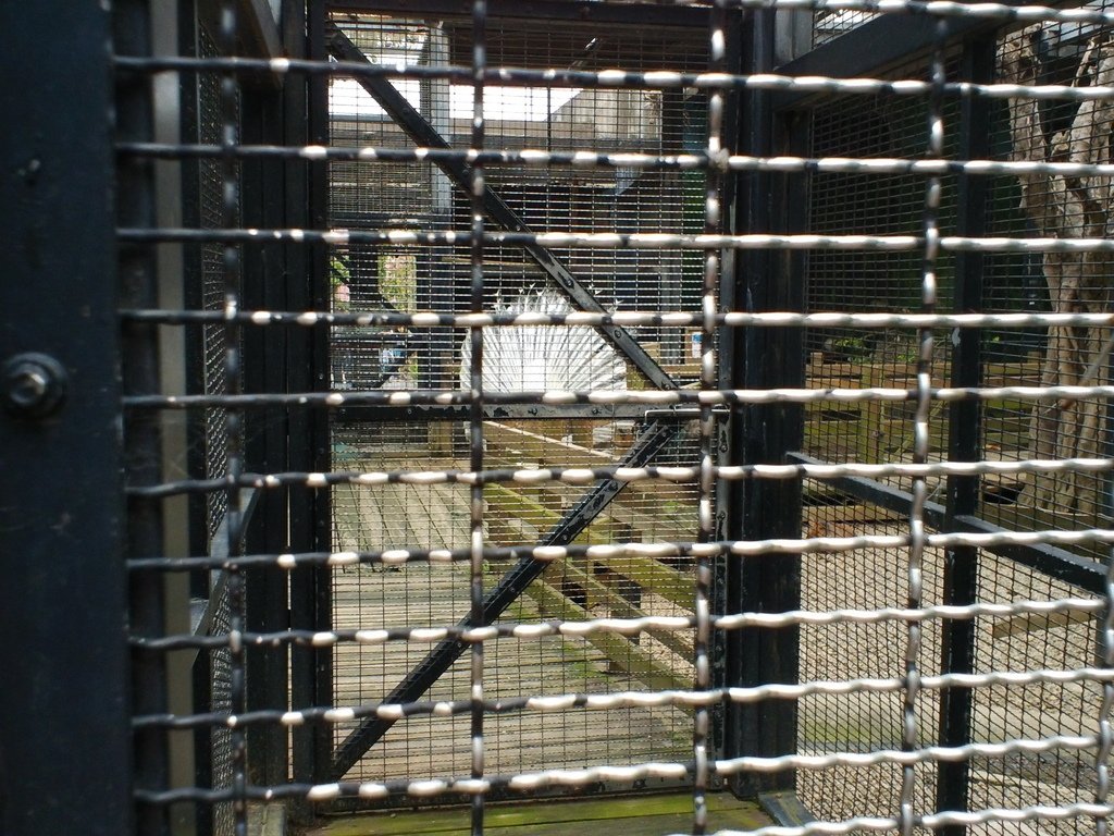 43.JPG - 1060423-新竹動物園一日遊+假日花市+春英水餃牛肉麵店午餐