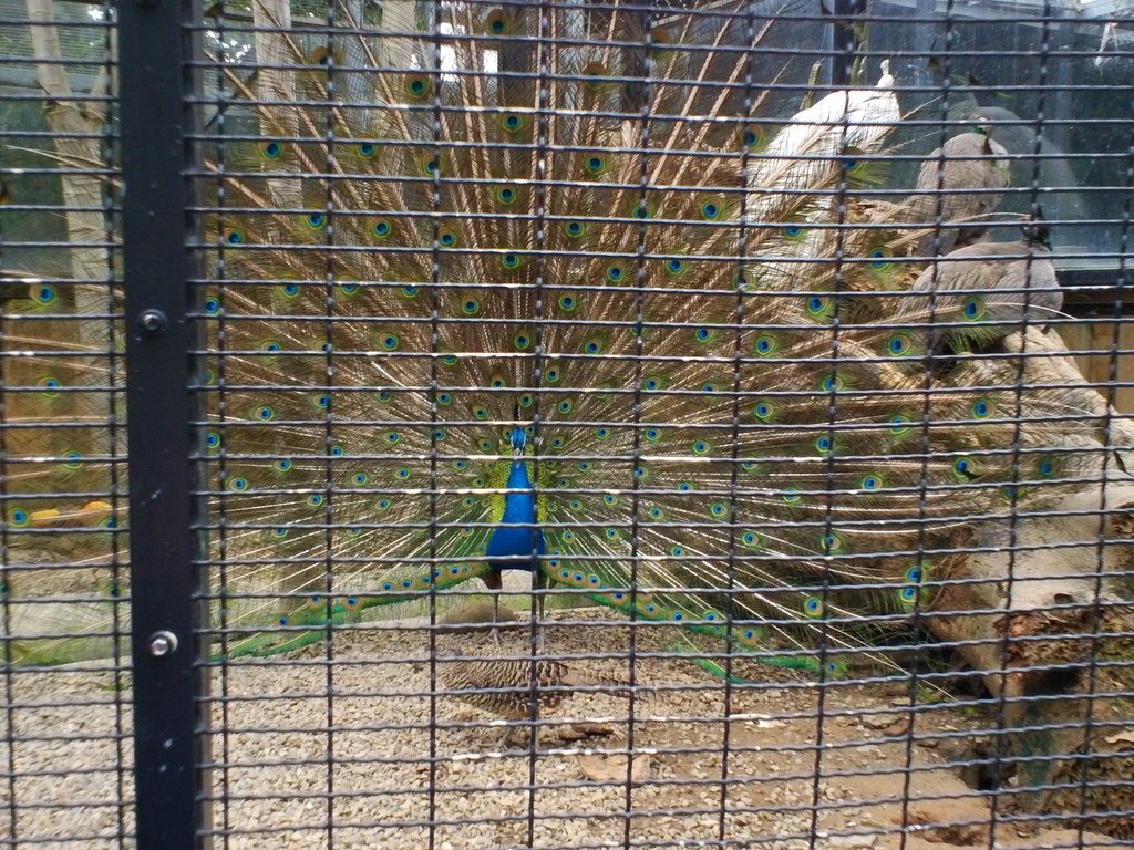 44.JPG - 1060423-新竹動物園一日遊+假日花市+春英水餃牛肉麵店午餐