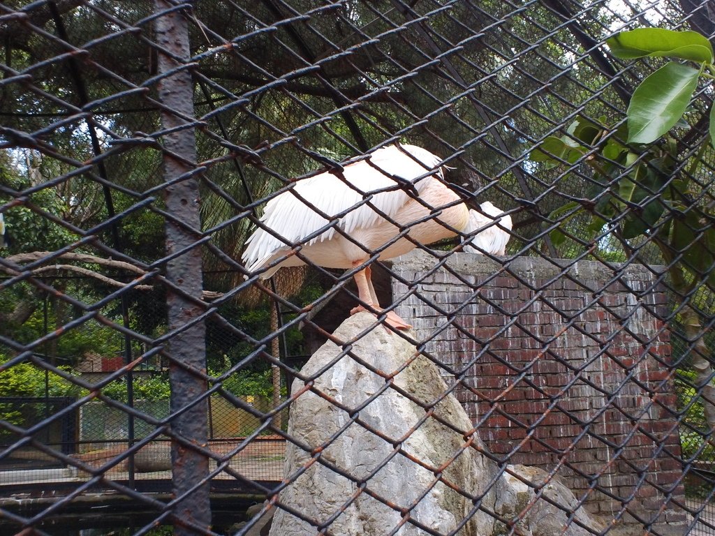 46.JPG - 1060423-新竹動物園一日遊+假日花市+春英水餃牛肉麵店午餐