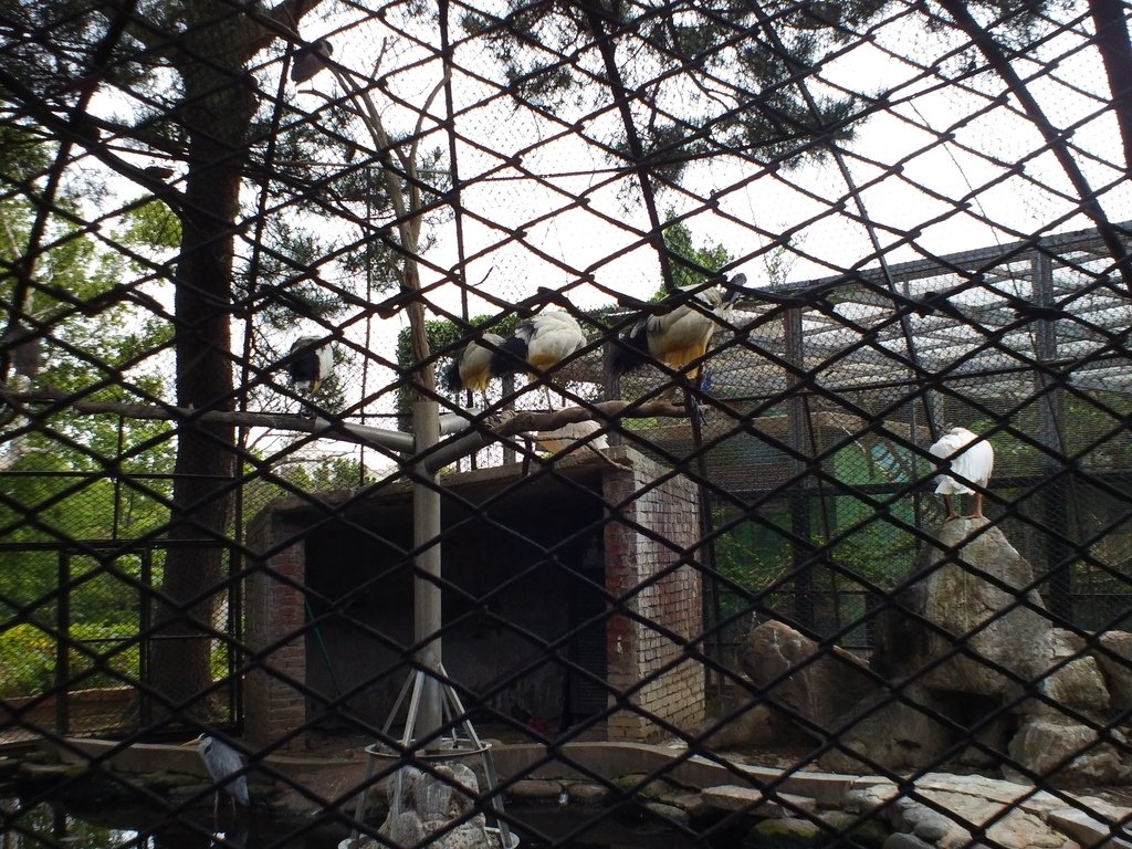48.JPG - 1060423-新竹動物園一日遊+假日花市+春英水餃牛肉麵店午餐