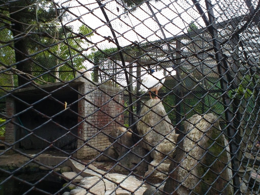 49.JPG - 1060423-新竹動物園一日遊+假日花市+春英水餃牛肉麵店午餐
