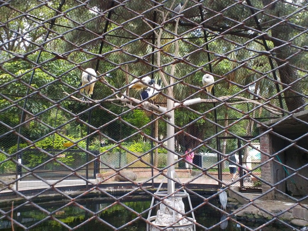 50.JPG - 1060423-新竹動物園一日遊+假日花市+春英水餃牛肉麵店午餐