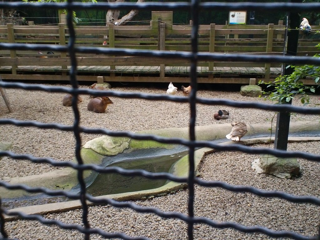 51.JPG - 1060423-新竹動物園一日遊+假日花市+春英水餃牛肉麵店午餐