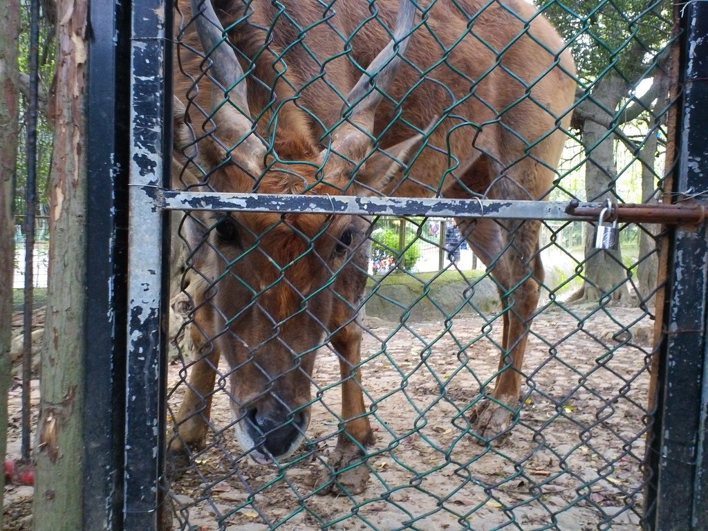 52.JPG - 1060423-新竹動物園一日遊+假日花市+春英水餃牛肉麵店午餐
