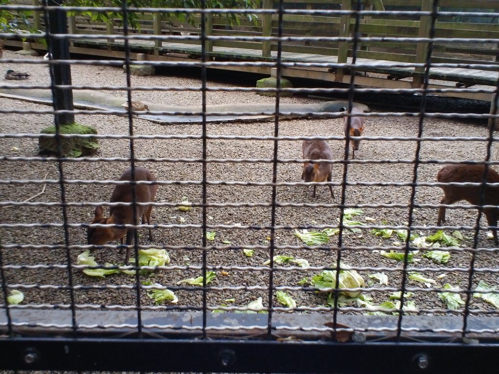53.JPG - 1060423-新竹動物園一日遊+假日花市+春英水餃牛肉麵店午餐