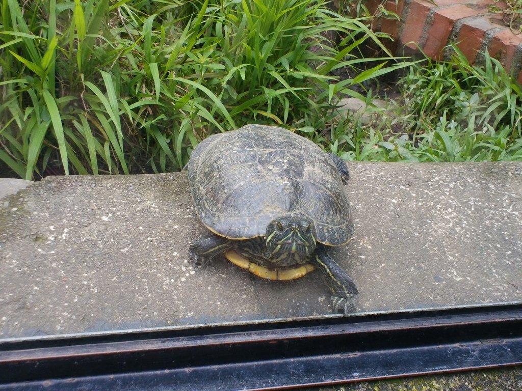 55.JPG - 1060423-新竹動物園一日遊+假日花市+春英水餃牛肉麵店午餐