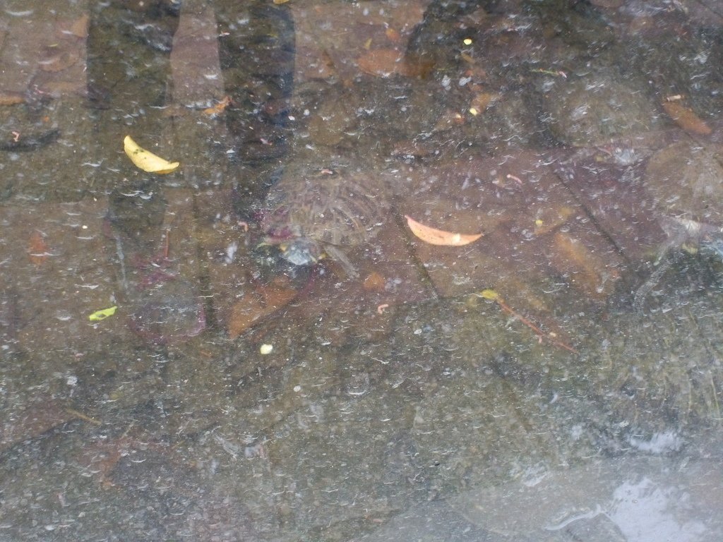57.JPG - 1060423-新竹動物園一日遊+假日花市+春英水餃牛肉麵店午餐