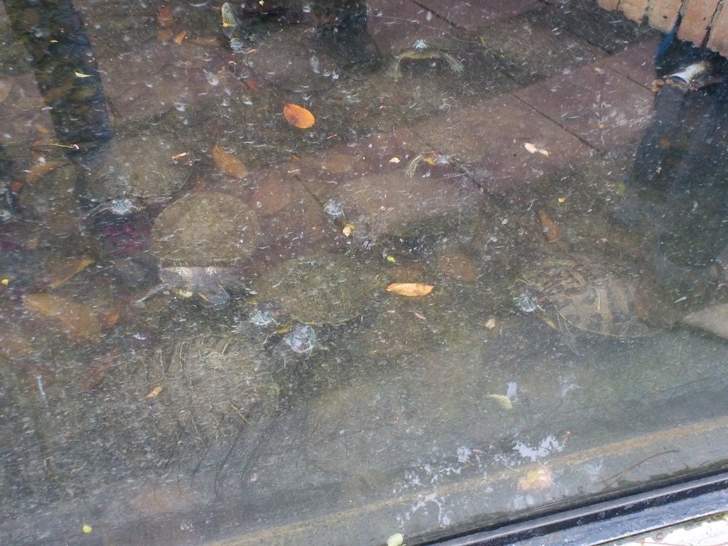 58.JPG - 1060423-新竹動物園一日遊+假日花市+春英水餃牛肉麵店午餐