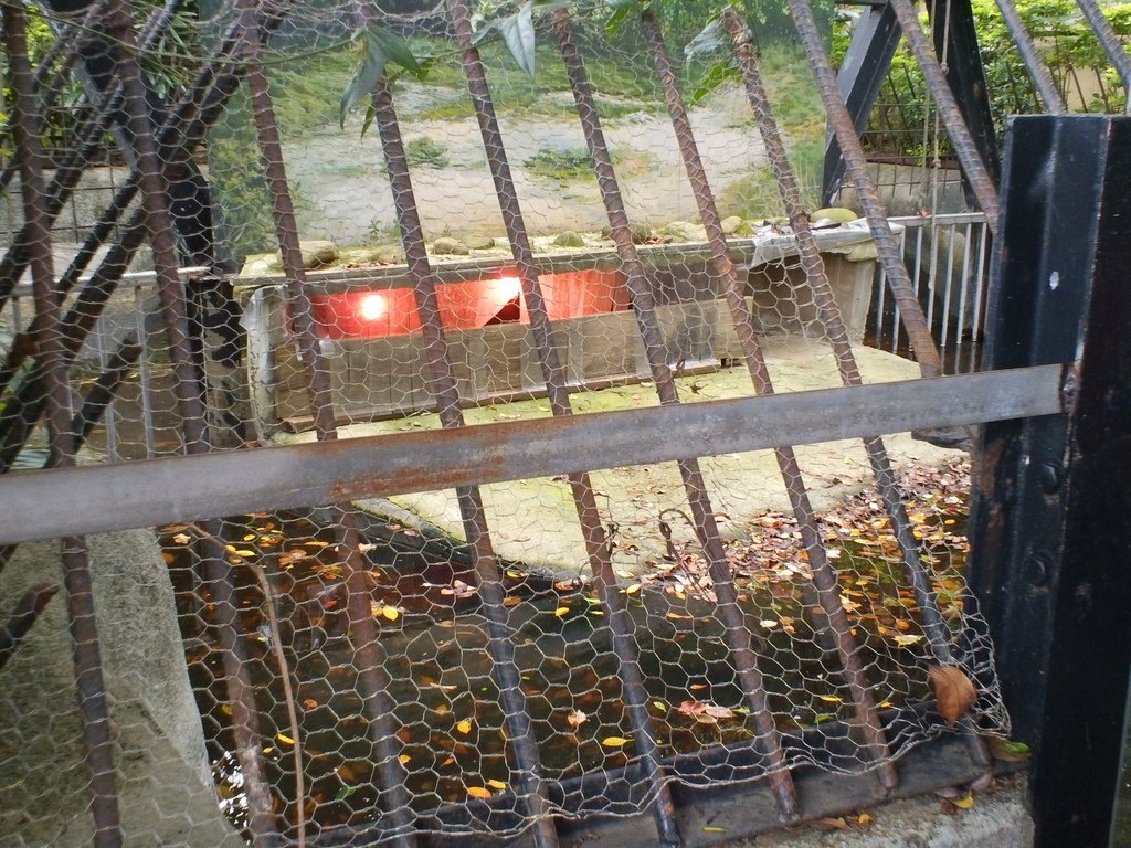 60.JPG - 1060423-新竹動物園一日遊+假日花市+春英水餃牛肉麵店午餐
