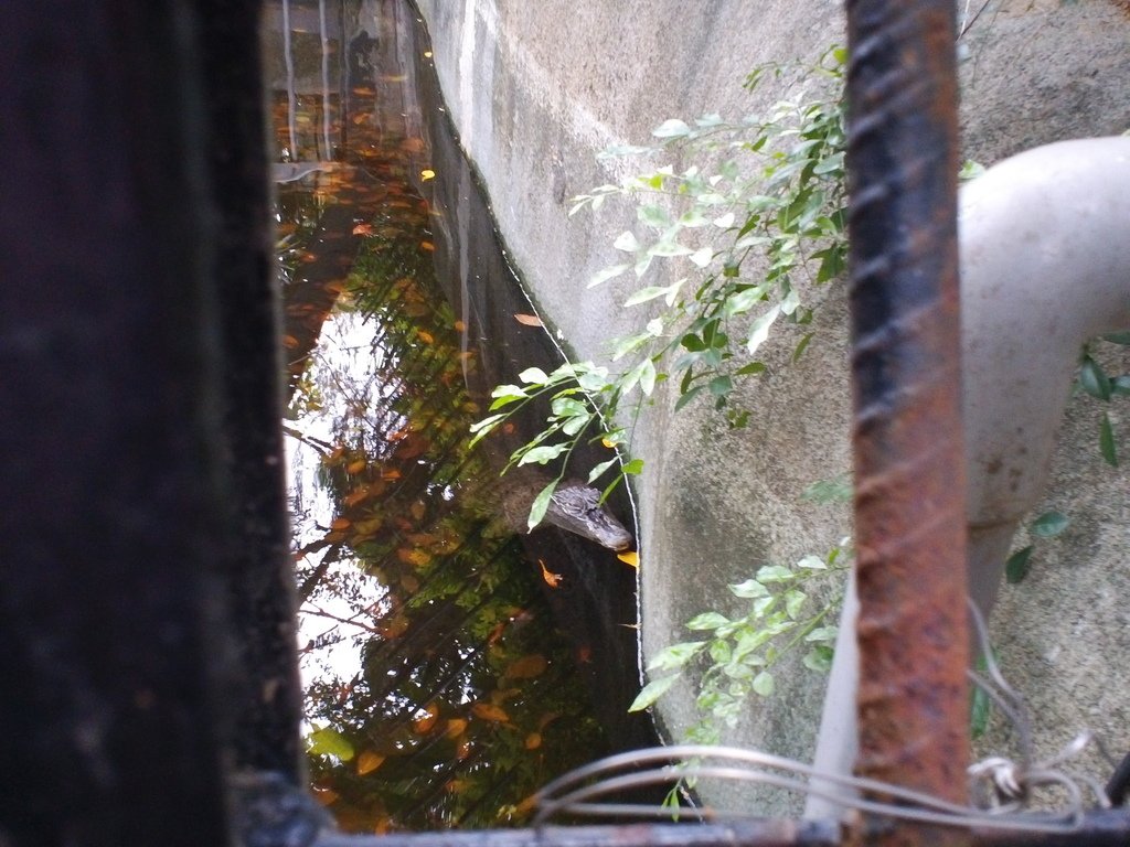 61.JPG - 1060423-新竹動物園一日遊+假日花市+春英水餃牛肉麵店午餐