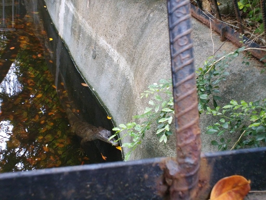 62.JPG - 1060423-新竹動物園一日遊+假日花市+春英水餃牛肉麵店午餐
