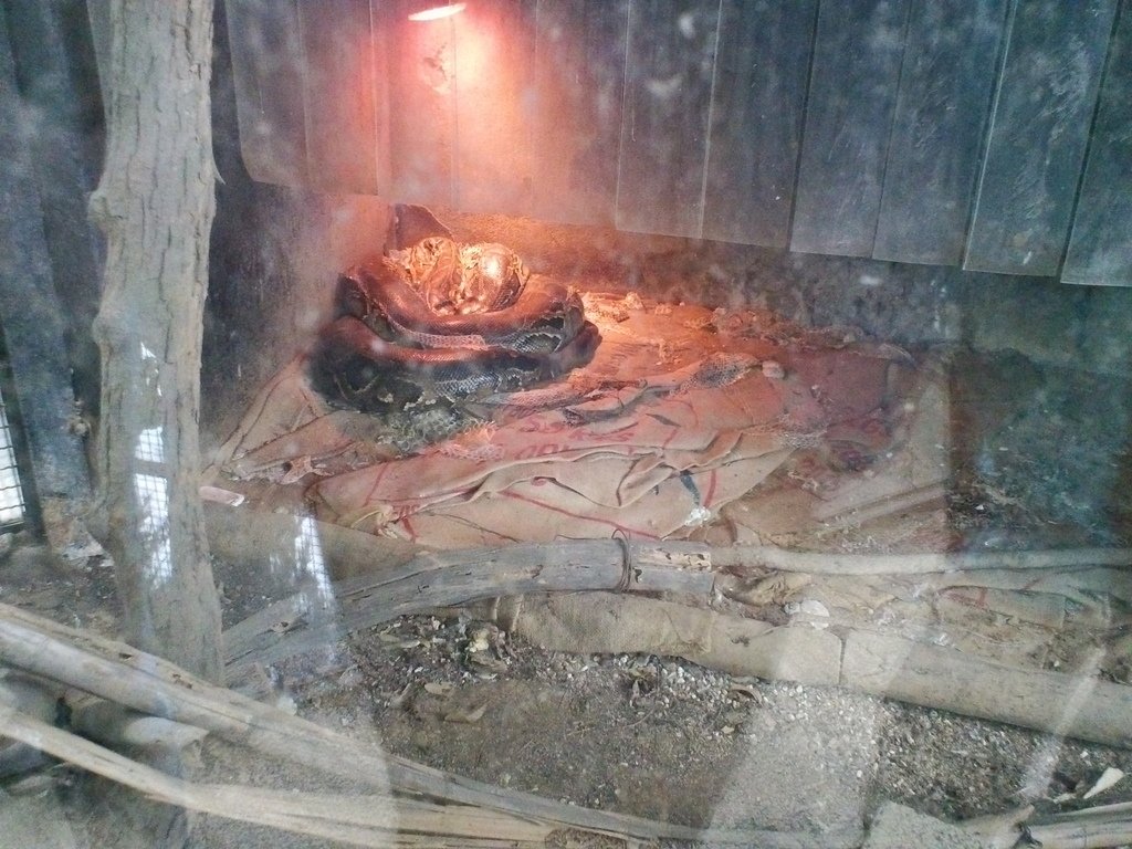 65.JPG - 1060423-新竹動物園一日遊+假日花市+春英水餃牛肉麵店午餐