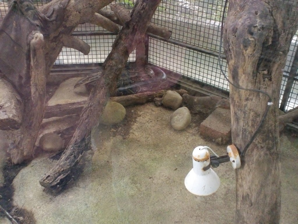 67-1.JPG - 1060423-新竹動物園一日遊+假日花市+春英水餃牛肉麵店午餐