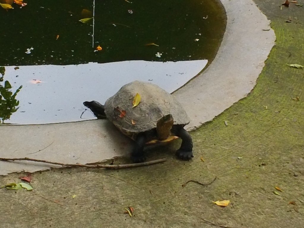 69.JPG - 1060423-新竹動物園一日遊+假日花市+春英水餃牛肉麵店午餐