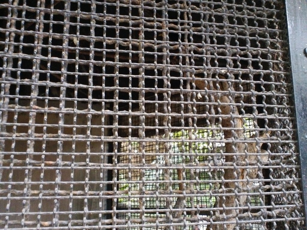 71.JPG - 1060423-新竹動物園一日遊+假日花市+春英水餃牛肉麵店午餐
