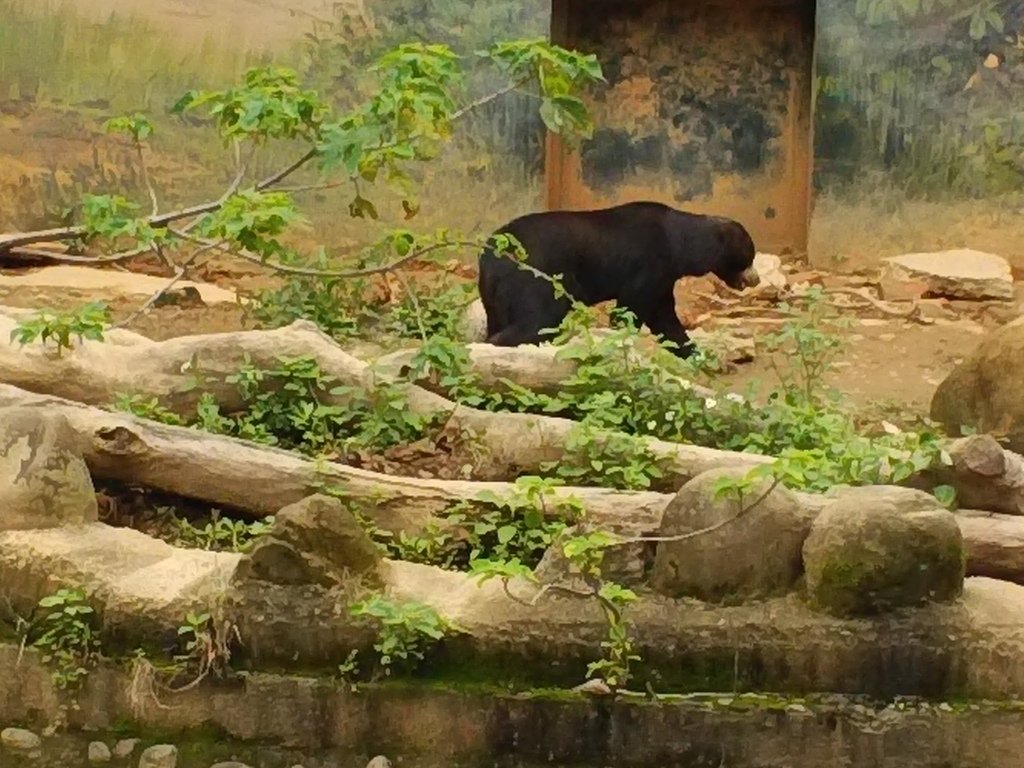 74.JPG - 1060423-新竹動物園一日遊+假日花市+春英水餃牛肉麵店午餐