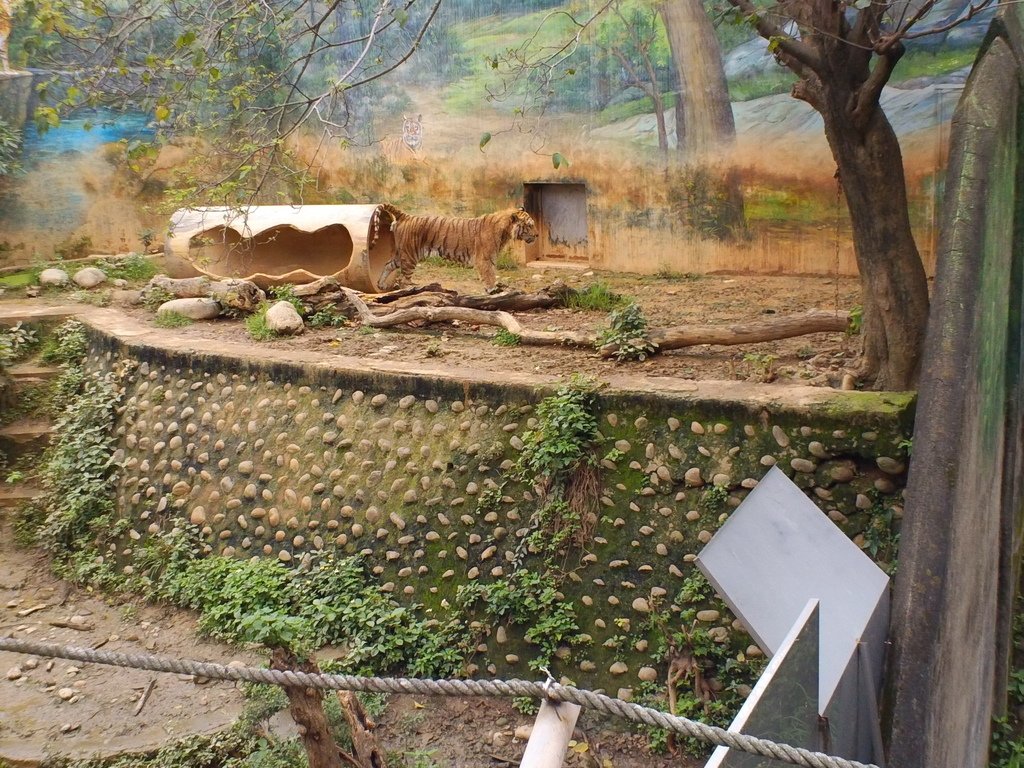 76.JPG - 1060423-新竹動物園一日遊+假日花市+春英水餃牛肉麵店午餐