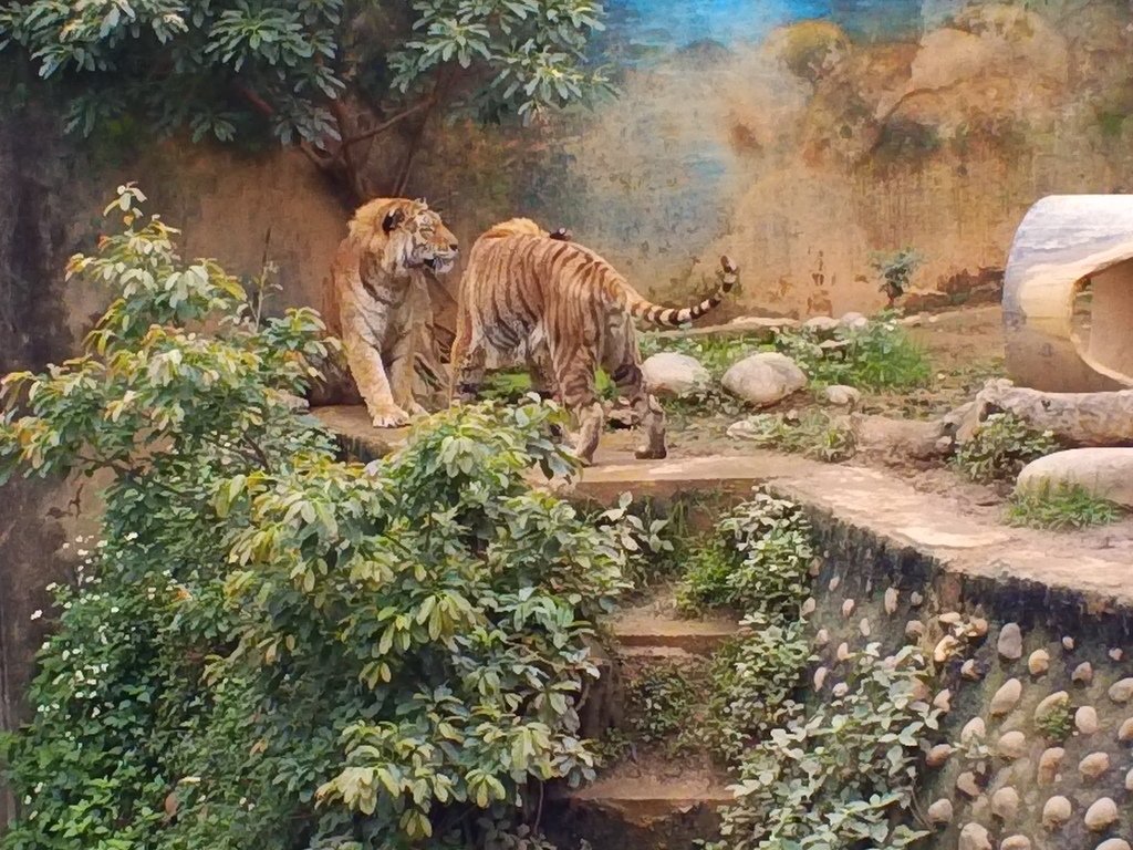 77.JPG - 1060423-新竹動物園一日遊+假日花市+春英水餃牛肉麵店午餐