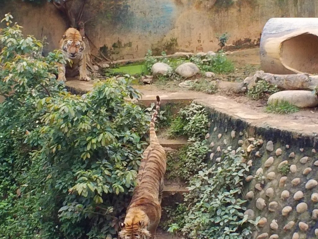 78.JPG - 1060423-新竹動物園一日遊+假日花市+春英水餃牛肉麵店午餐