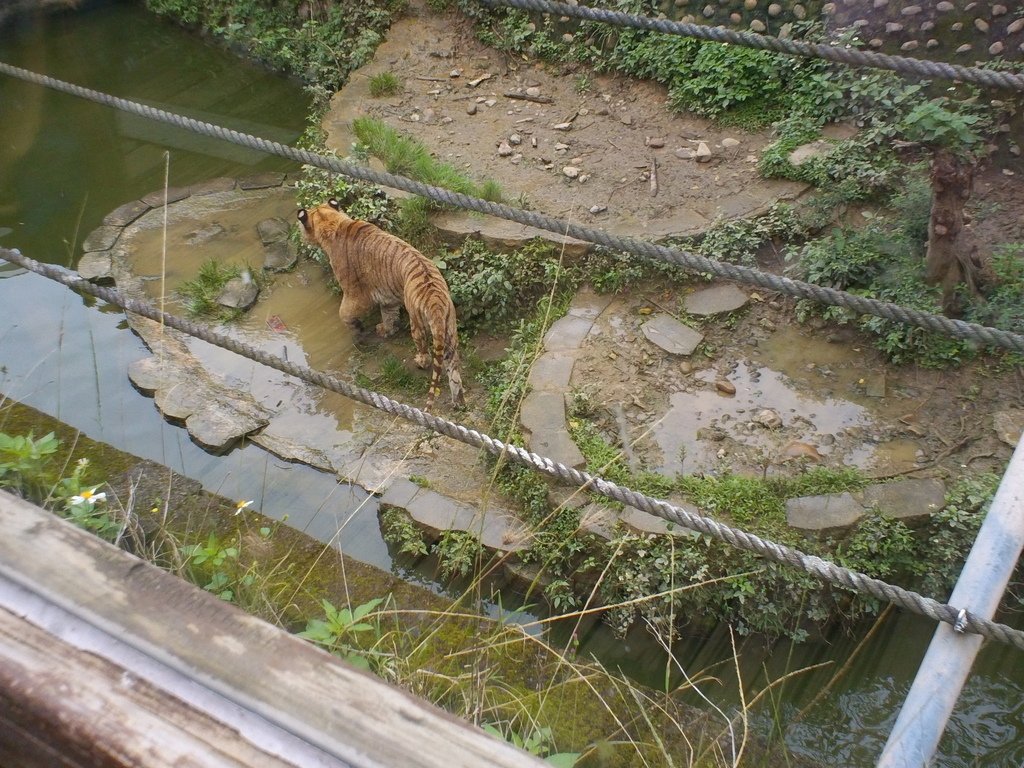79.JPG - 1060423-新竹動物園一日遊+假日花市+春英水餃牛肉麵店午餐