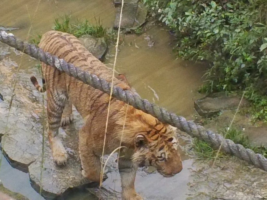 80.JPG - 1060423-新竹動物園一日遊+假日花市+春英水餃牛肉麵店午餐
