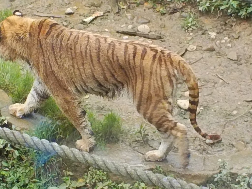 81.JPG - 1060423-新竹動物園一日遊+假日花市+春英水餃牛肉麵店午餐