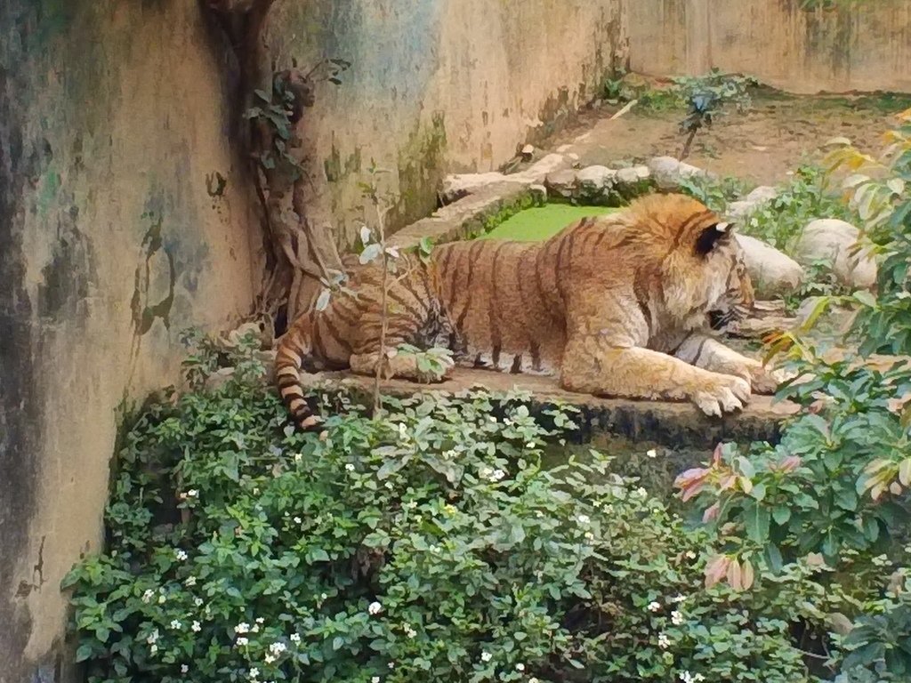 82.JPG - 1060423-新竹動物園一日遊+假日花市+春英水餃牛肉麵店午餐