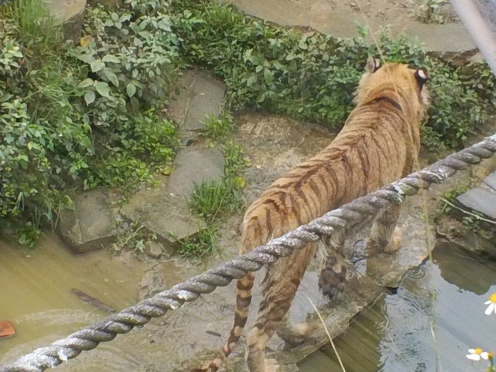 83.JPG - 1060423-新竹動物園一日遊+假日花市+春英水餃牛肉麵店午餐