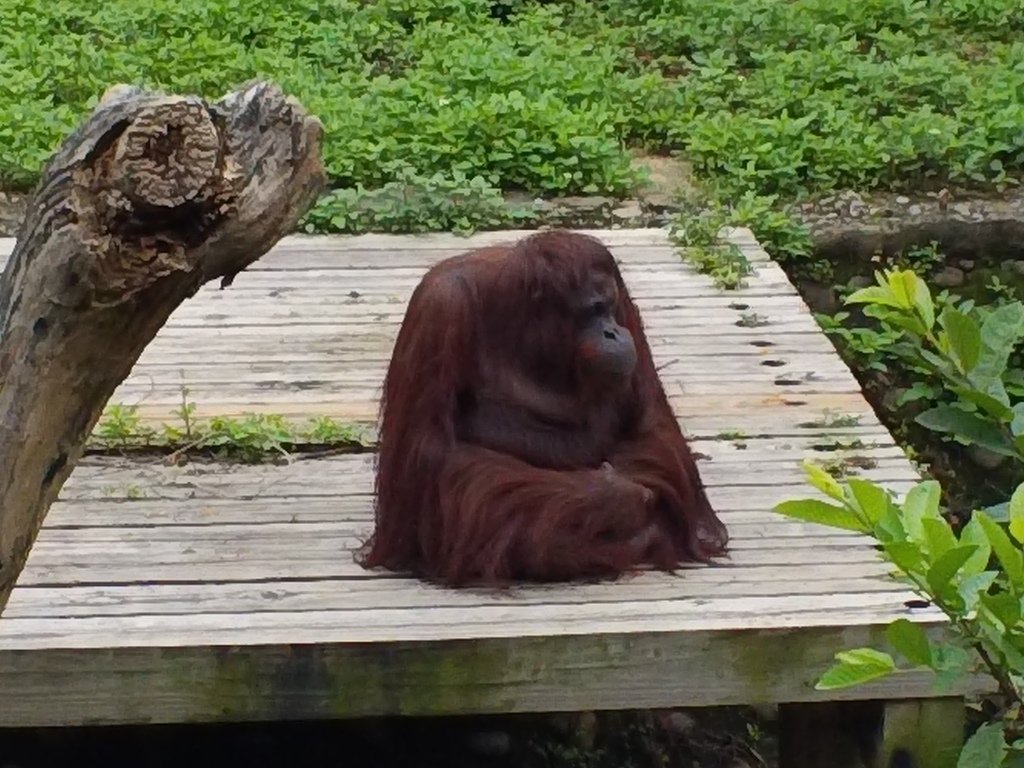 85.JPG - 1060423-新竹動物園一日遊+假日花市+春英水餃牛肉麵店午餐