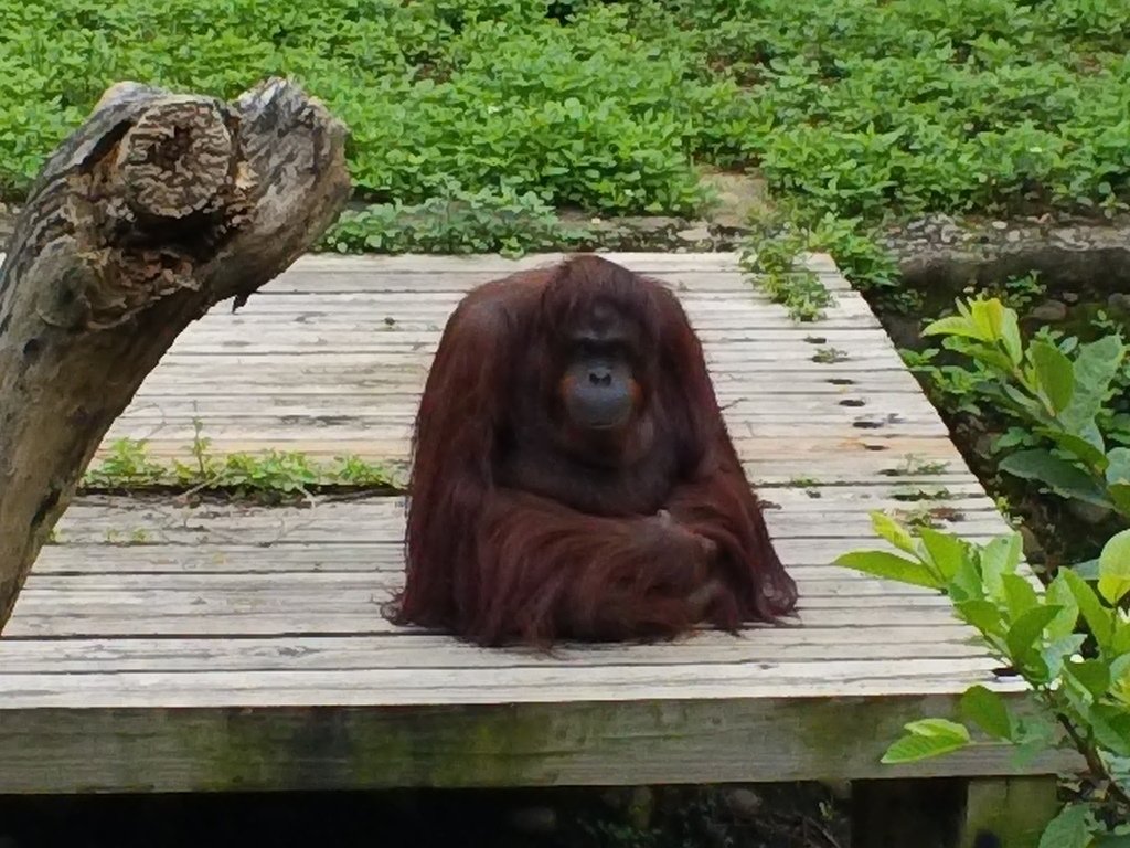 86.JPG - 1060423-新竹動物園一日遊+假日花市+春英水餃牛肉麵店午餐